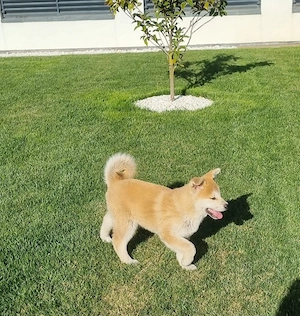 Akita Inu de vânzare 
