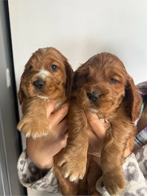 Cocker Spaniel fetita si baiat  - imagine 2