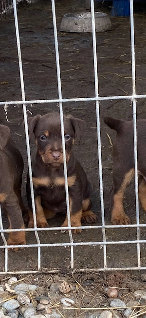 JagdTerrier jagd terrier