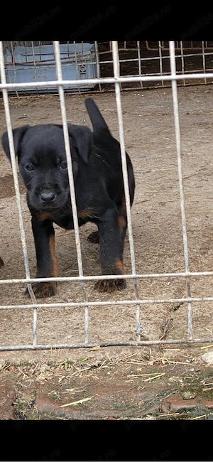 Jagd Terrier jagdterrier