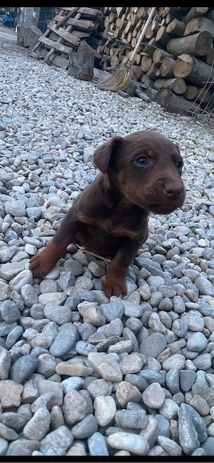 jagd terrier jagdterrier