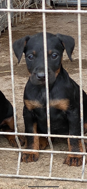 Jagd Terrier jagdterrier - imagine 2
