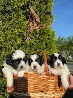 3 pufosenii iși caută casuța  - imagine 2