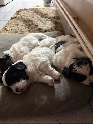 3 pufosenii iși caută casuța  - imagine 3