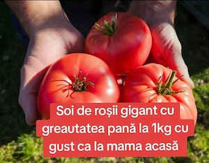 Vănd Răsad rosii  pt solar și exterior