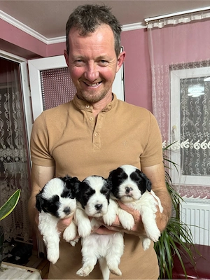 3 pufosenii iși caută casuța  - imagine 4