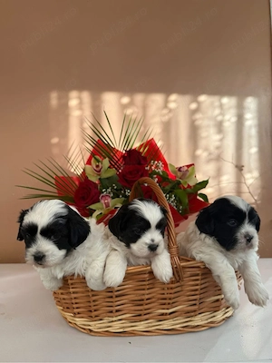 3 pufosenii iși caută casuța  - imagine 5