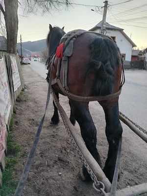 Vând armăsar de 5 ani garantat la tras  - imagine 5