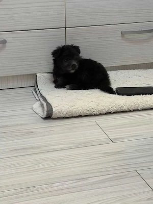 Bichon havanez talie mica - imagine 5