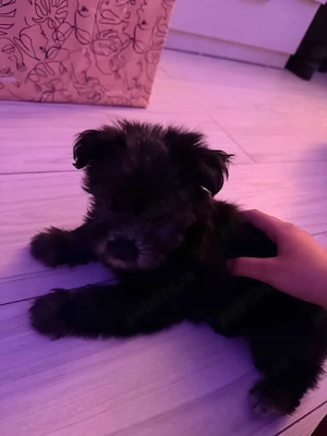 Bichon havanez talie mica - imagine 3