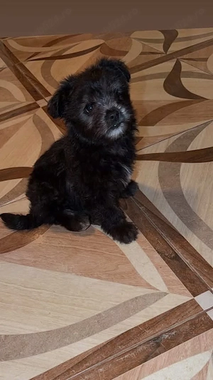 Bichon havanez talie mica - imagine 2