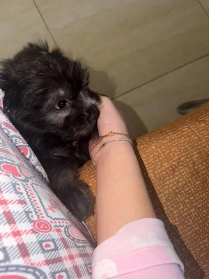 Bichon havanez talie mica - imagine 4