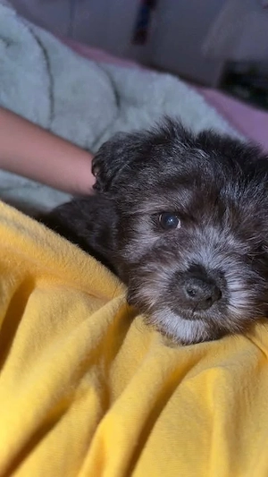 Bichon havanez talie mica