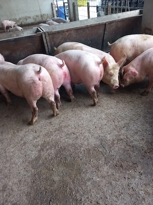 Porci rasa de carne și mixta - imagine 2