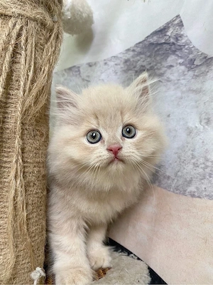 Maine Coon 