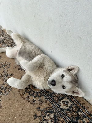 Pui Husky  - imagine 3