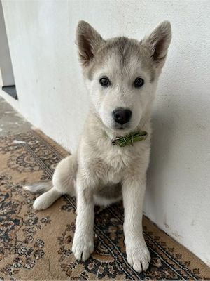 Pui Husky  - imagine 2