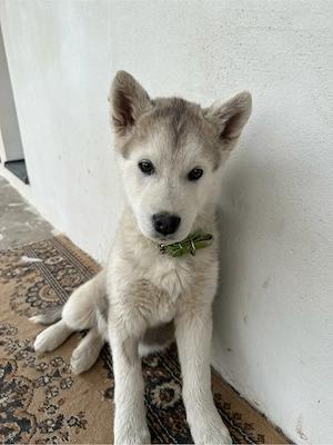 Pui Husky 