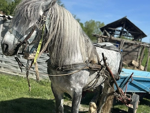 Armasar de 4 ani de vânzare  - imagine 4