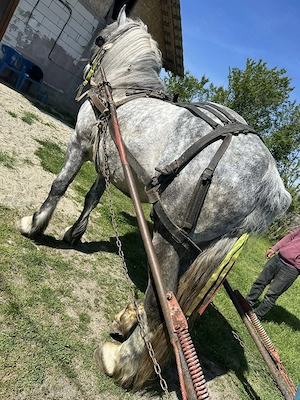 Armasar de 4 ani de vânzare  - imagine 3