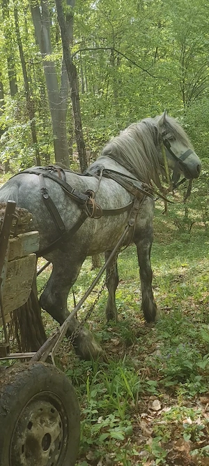 Armasar de 4 ani de vânzare  - imagine 2