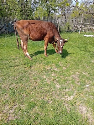 Vand vaca gaestanta si cu vitel  - imagine 4