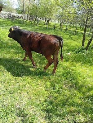 Vand vaca gaestanta si cu vitel  - imagine 3