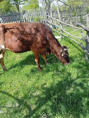 Vand vaca gaestanta si cu vitel  - imagine 2