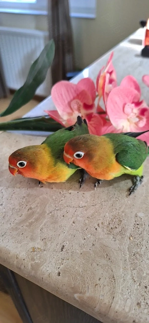 PAPAGALI agapornis pui - imagine 2