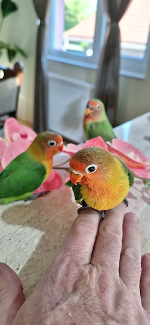 PAPAGALI agapornis pui - imagine 4