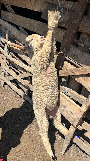 Vând miei Țurcani - imagine 3