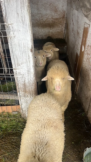 Vând miei Țurcani - imagine 2