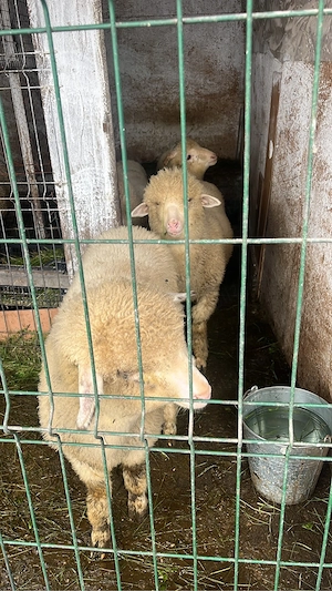 Vând miei Țurcani - imagine 4