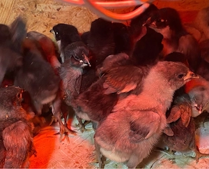 Puisori cauta casuta noua!