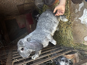 Femela berbec german