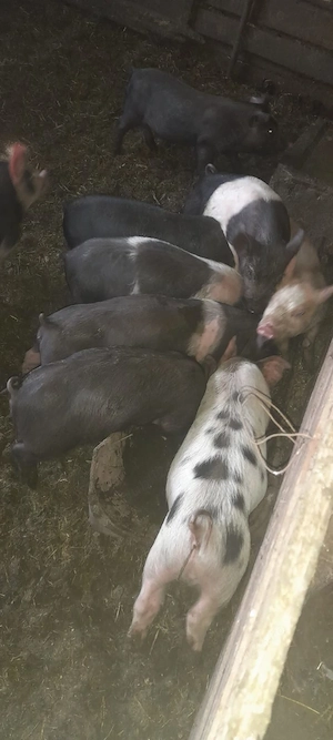 De vanzare purcei 9 buc  - imagine 2