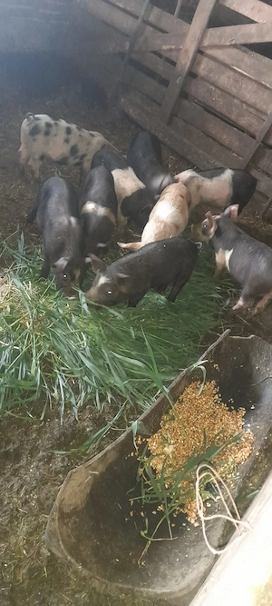 De vanzare purcei 9 buc  - imagine 3