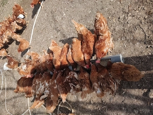 Vând găini roșii  - imagine 4