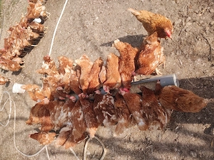 Vând găini roșii  - imagine 3