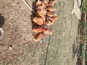 Vând găini roșii  - imagine 5