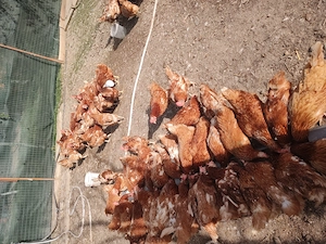 Vând găini roșii  - imagine 2