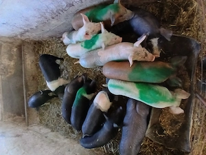 Purcei bazna si de carne  de vanzare!