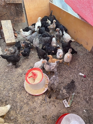 pui Brahma 6 saptamani