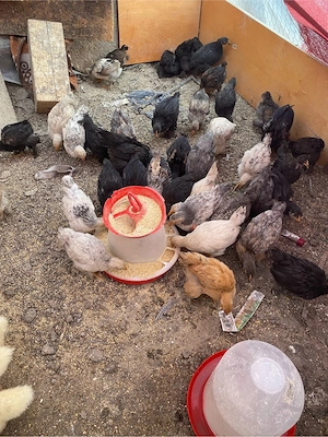 pui Brahma 6 saptamani - imagine 3