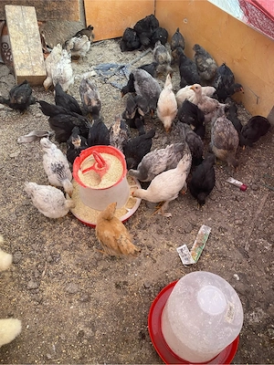 pui Brahma 6 saptamani - imagine 4