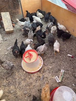 pui Brahma 6 saptamani - imagine 2