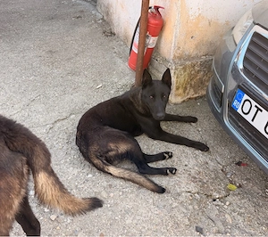 De vânzare mascul Ciobănesc belgian Malinois, în vârstă de 11 luni.  Câinele este vaccinat, deparazi
