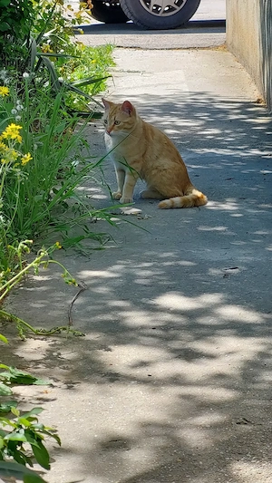 Pisica blândă, adoptie  - imagine 2