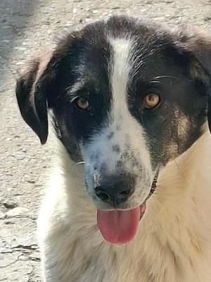 Donez catelusa 7 luni sterilizata