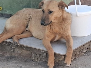 Donez catel de 10 luni sterilizat, Caramel